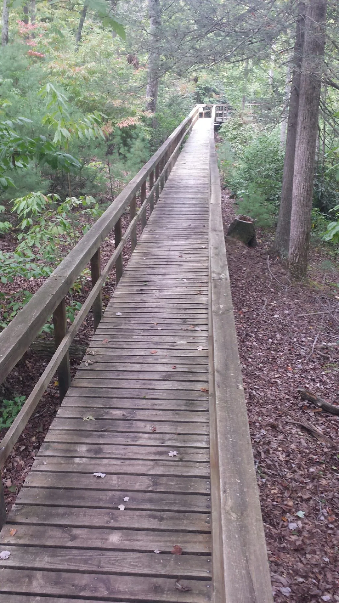 Long wood walkway with handrails built through the woods in Ophiem